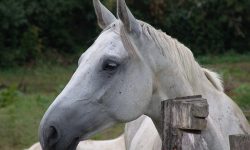 Mi caballo blanco – Stück aus Chile