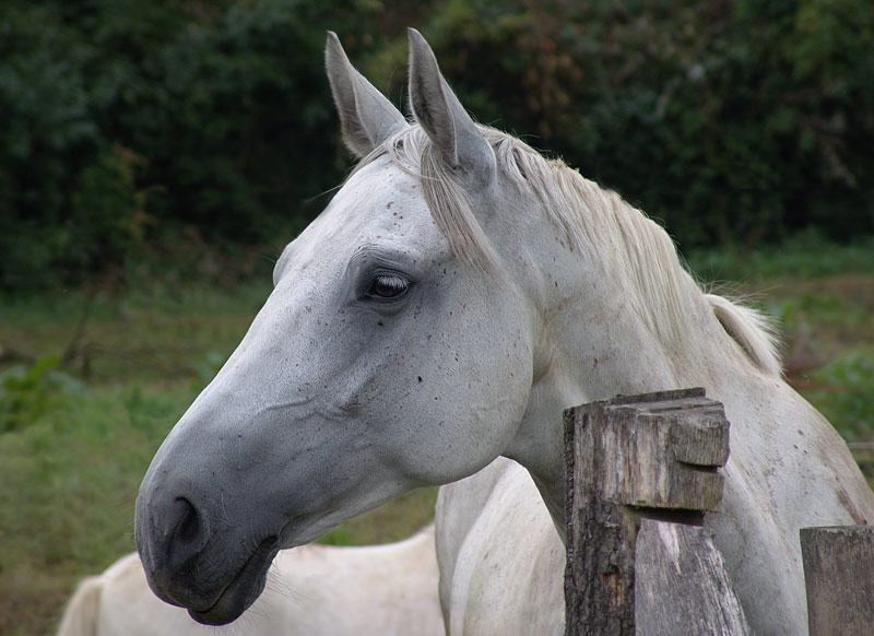Mi caballo blanco – Stück aus Chile