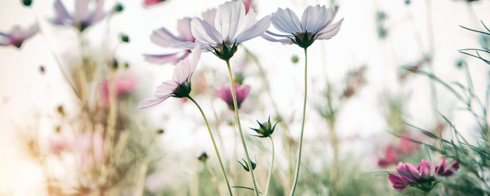 Workshop Liedbegleitung